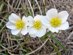 Ranunculus pyrenaicus